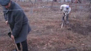 прикрить на зиму молодые побеги винограда