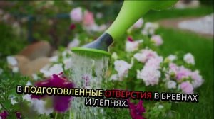 Мицелии грибов: инструкция по выращиванию на садовом ?