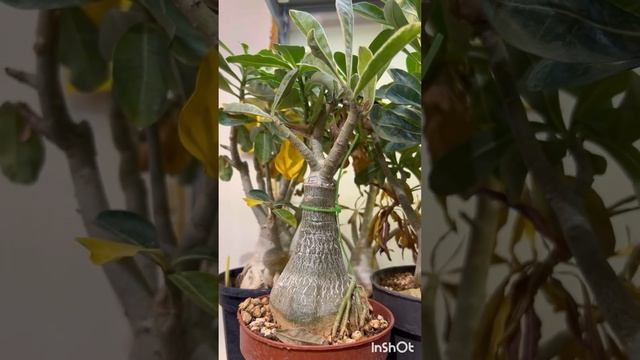 Содержание Адениумов Зимой смотреть онлайн