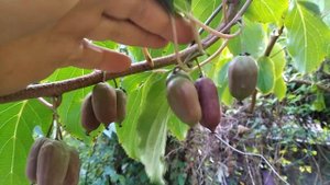 Актинідія аргута "Скарлет Септембер" та "Харді ред"