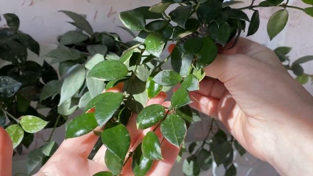 Обзор моих сортов хойя Лакуноза смотреть онлайн