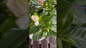 Гардения После Покупки-Что Делать?
