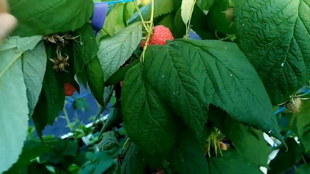 Ремонтантная малина Аврора с огромной сладкой ягодой. смотреть онлайн