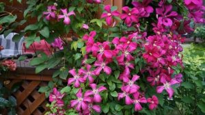 клематис Sweet Summer Love и клематис Rouge Cardinal июль 2024