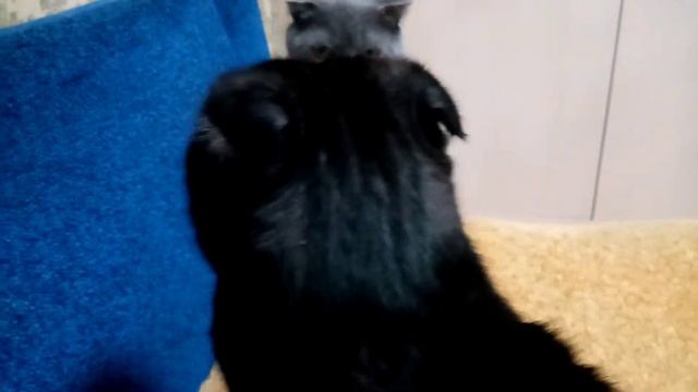 семеная разборка! смотреть онлайн