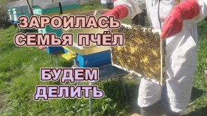 Зароилась семья пчел, будем делить.