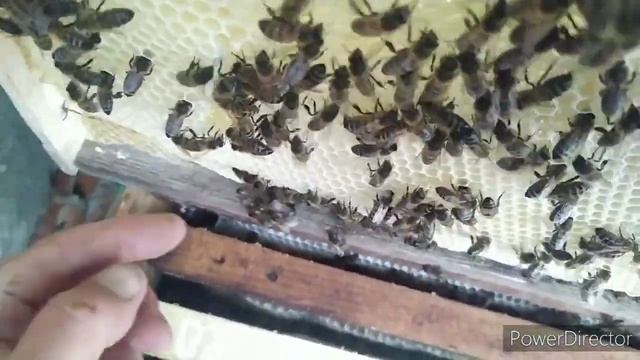 Очередной рой 28.06.20г.. Подготовка и пересадка пчел в ул? смотреть онлайн