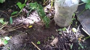 Укоренение черенков можжевельника, размножение хвойн