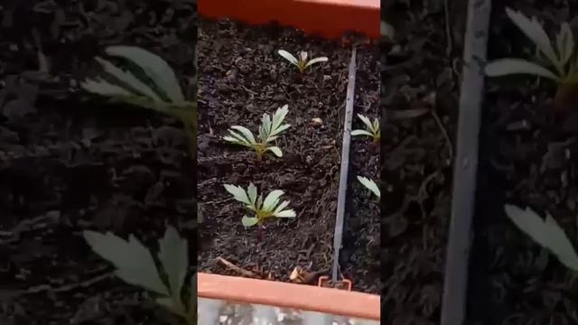 выращиваю на балконе смотреть онлайн