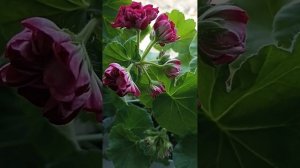 пеларгония ив чарующий БОРДО