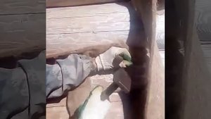 Конопатка сруба!!!!самый лёгкий способ и правильный)
