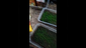 Мшанка,пикировка и подкормка