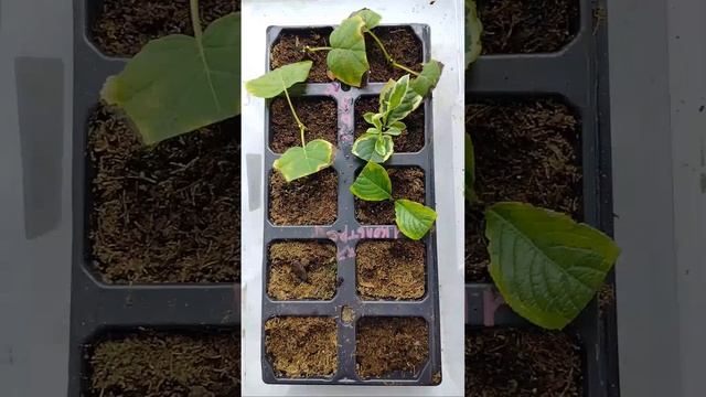 Как получить много и почти бесплатно #черенкование #са смотреть онлайн