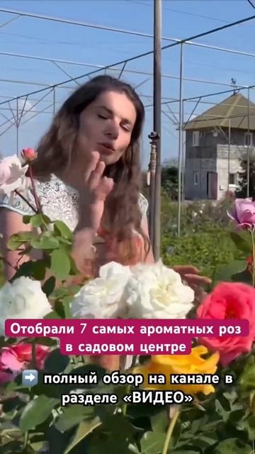 Топ-7 самых ароматных роз в питомнике растений «Ёлы-Па?
