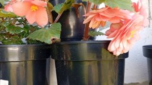 Бегония Каскад Флоренсе(Begonia Cascade Florence)