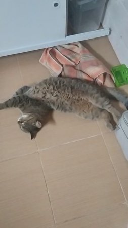 Тут кошка сломалась