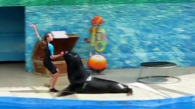 Румба с морским львом. Песня Сени суйем - Гульмира Избасханова.mp4 смотреть онлайн