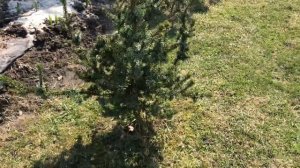 Ель сербская Де Рюйтер/ Picea  omorica De Ruyter