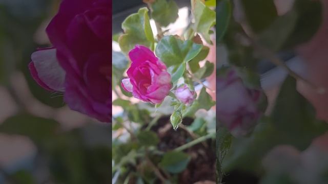 Балконные цветы .#балкон #цветынабалконе #австралияпо?