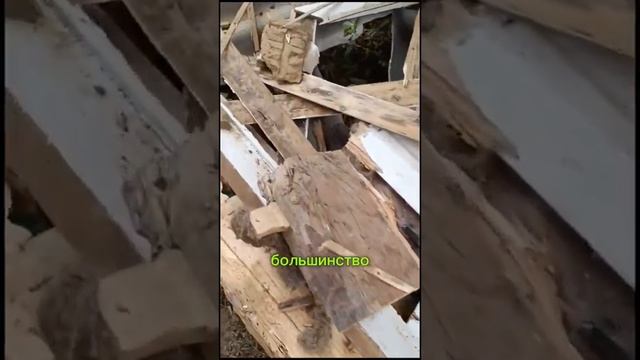 Обитатели старых брёвен, пожиратели трухлявой древес?