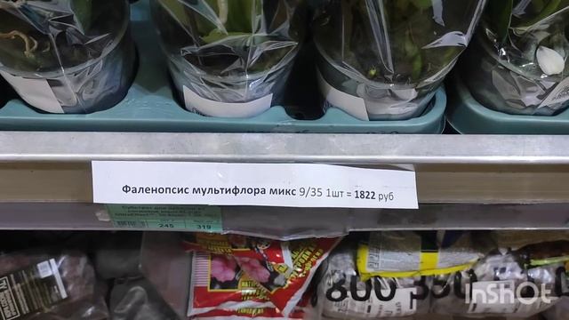 Обзор орхидей во Флоревиль, Ступинский пр., 1, стр. 6, Мос