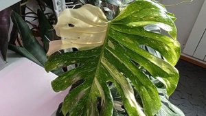 Монстера Тайское Созвездие выпустила огромный лист 45?