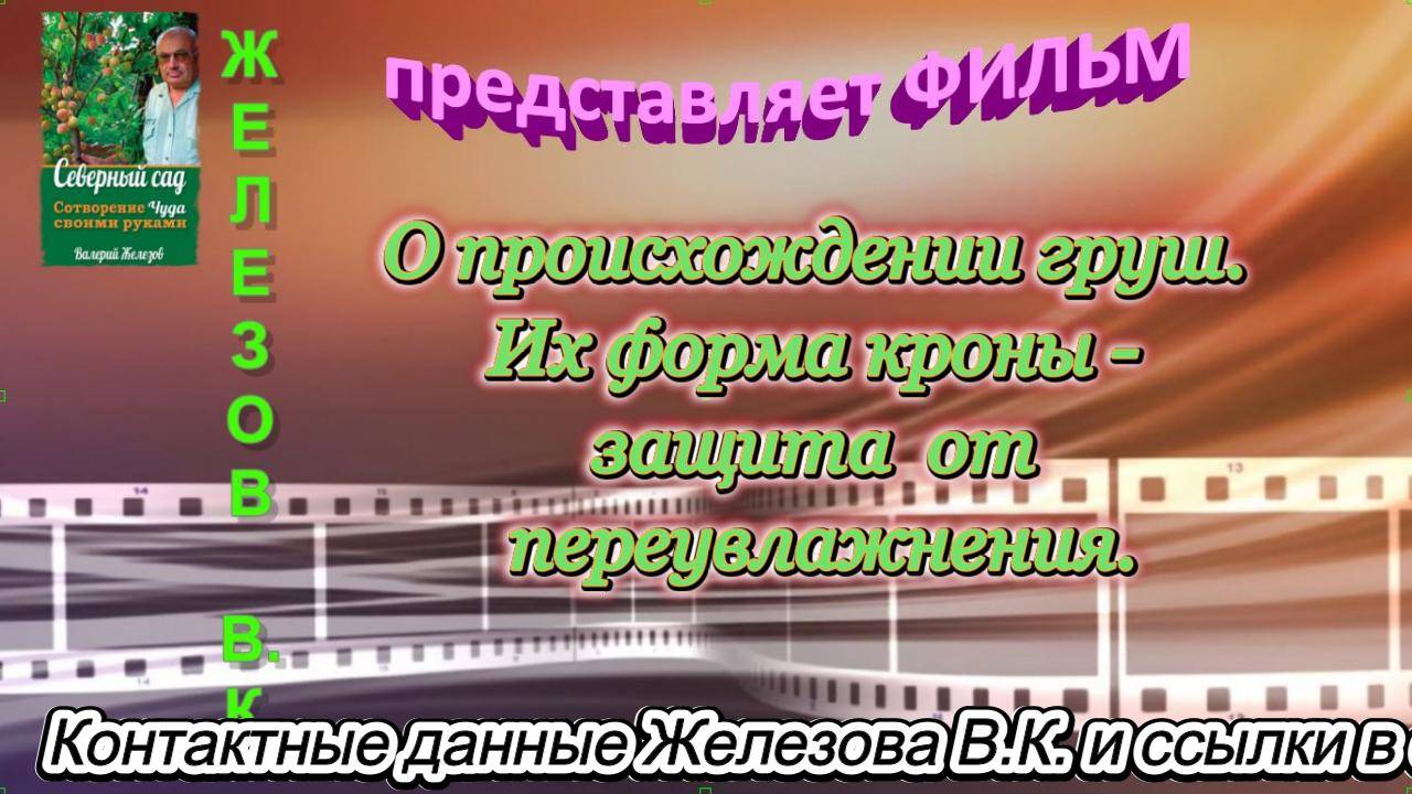 О происхождении груш. Их форма кроны - защита  от переувлажнения.