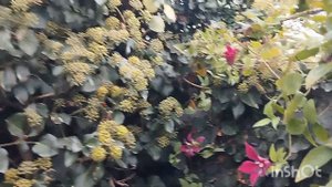 Клематис сорта "Гравети Бьюти"