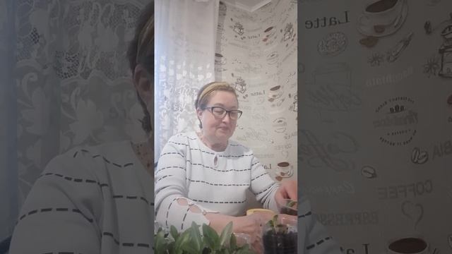 #пикировка #катарантус удивительный цветок, неприхотл