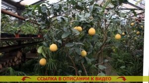 🔔 ДОМАШНИЙ ЛИМОН МЕЙЕРА 😎 КАК ЗАСТАВИТЬ ЗАЦВЕСТИ ЛИ?