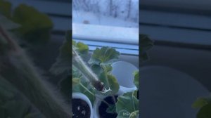 Черенок пеларгонии ТА-Эммануэль🔥🔥🔥 #пеларгония #цв