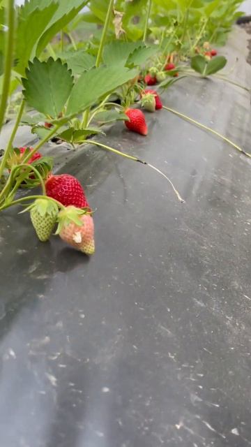 Клубника в теплице Клери смотреть онлайн