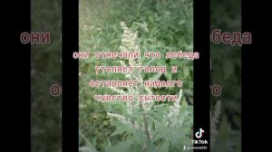 Лебеда. Лечебные свойства. Чай из Листьев Лебеды. Поль?