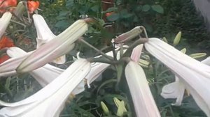 Разные сорта белых лилий