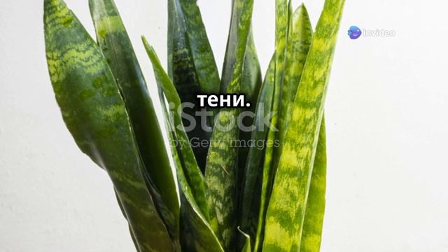 домашние растения цветы