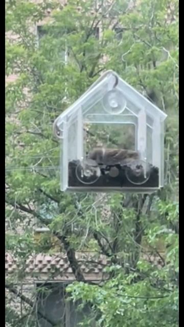 #домСгнездом #накормиНалетчика #birds #кормушка #птицы #в? смотреть онлайн