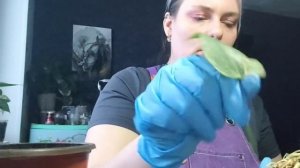 Обработка антуриума от паутинного клеща