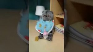 Басик  готовится ко сну😴😴😴