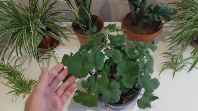 Герань - совук жой ва камрок сув. Хозирги холати мухим ?