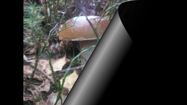 Теплий дощ валить по стрісі - гриби.