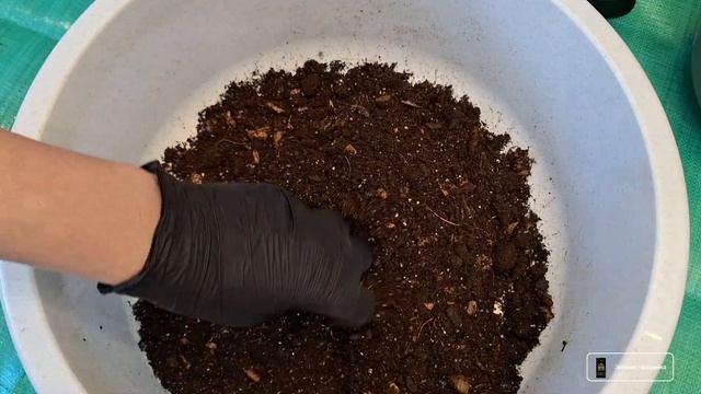 Кофейное Дерево Аравийское. Пересадка на фитильный по