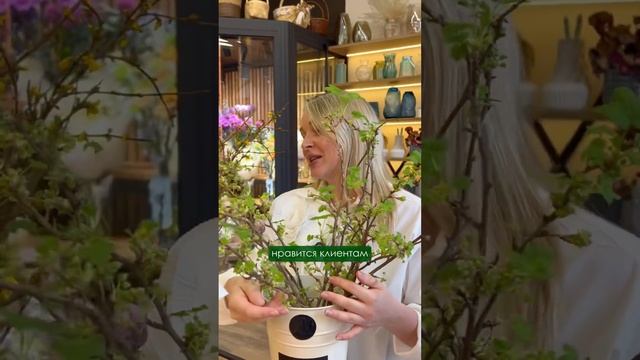 Весенние Тренды во Флористике 2025 🌸 Диантусы, Форзици?