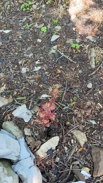 Что это? Ответ пиши в комментариях 🙏 #растения #ядовит смотреть онлайн