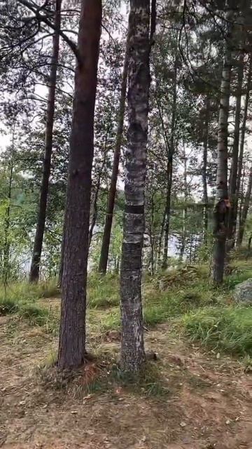 А он приехал с ней😂😂😂 #shorts #баня #банныйдух #домовой смотреть онлайн