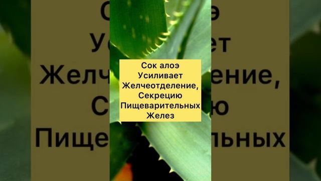 Чем Полезен Алоэ?