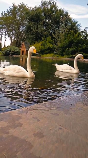 Лебеди едят рыбу | Июль 2024 Моменты природы / Swans Eating Fish |