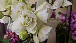 Порівняємо? Орхідеї триліпс Ural, пелор Nottingham. #орхідеї #p