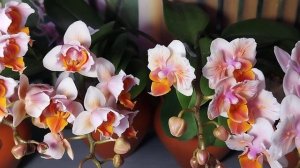 Все варианты цветения Yellow Shine Girl (Орхидеи Обнинск)