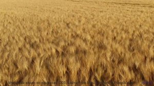 Звуки, которые слышат только просветленные - а вы - Hate Me -- Kirk Osamayo -- Season Two (RED)