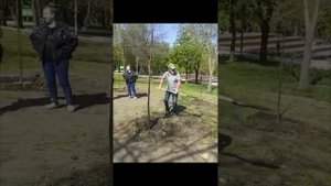 Павловния в парках Ростова